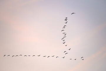 Birds flying in a blue cloudy cloudy sky at sunrise in winter, Almere, Flevoland, The Netherlands, January 18, 2026