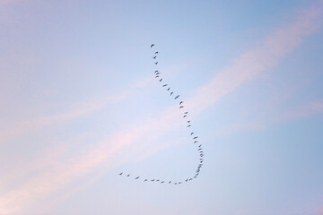 Birds flying in a blue cloudy cloudy sky at sunrise in winter, Almere, Flevoland, The Netherlands, January 18, 2026