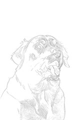 Fototapeta premium playful Dog Sketch 
