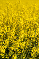 Obraz premium Yellow Rapeseed Field Under Blue Sky in Spring.Wide rapeseed field in full bloom during spring season with bright yellow flowers and blue sky agricultural background