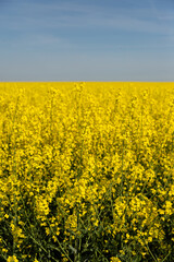 Blooming Canola Field Agricultural Landscape.Wide rapeseed field in full bloom during spring season with bright yellow flowers and blue sky agricultural background