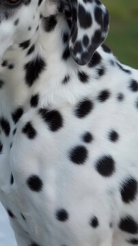 Close-up of a Dalmatian dog's distinctive black spots on its white coat