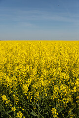 Fototapeta premium Agricultural Rapeseed Landscape. Yellow Rapeseed Crops in Rural Countryside. Blooming canola crops covering vast agricultural land creating bright yellow spring countryside scenery