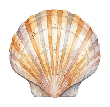 A beautiful watercolor painting of a scallop shell in natural ocean colors isolated on white background