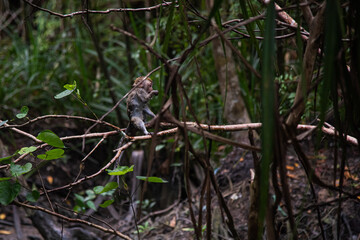 Fototapeta premium Wild monkey walking on tree branch in tropical rainforest