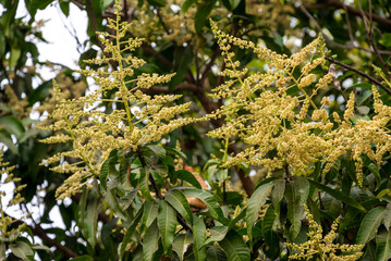 The mango trees in the garden are blossoming. A branch of inflorescence mango flowers