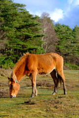 Obraz premium New forest pony grazing 