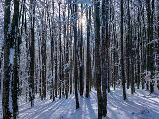 Obraz premium A beautiful winter scene in a snow-covered forest, where the bright sun shines through the tall, bare tree trunks