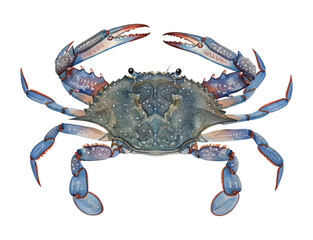 Detailed Blue Crab Watercolor Illustration Isolated on White Background with Raised Claws and Intricate Texture © slowbuzzstudio
