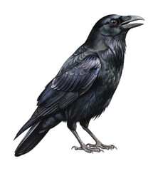 Obraz premium A detailed illustration of a black crow bird standing with its beak open