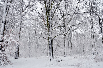 Fototapeta premium Le bois de Poix-Saint-Hubert en Belgique sous 20 cm de neige le 11 janvier 2026.