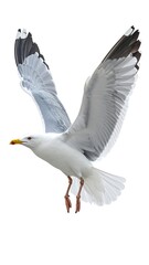 Obraz premium A seagull, captured mid-flight against a pristine white backdrop. It displays extended wings, showcasing black tips and gray detailing. The bird's beak is bright yellow
