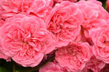 Fototapeta premium ピンクの花