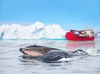 Obraz premium A humpback whale feeds with its mouth open (mouth modifications called baleen) - Arctic ship leaving Tasiilaq after having unloaded at the docks in the harbour - Tasiilaq, Greenland