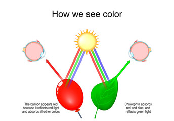 How we see color. Light, Reflection, and Color Perception. Science of color perception