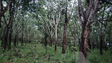 Fototapeta premium Natural Rubber Forest Plantation in Southeast Asia A tranquil view inside a rubber tree plantation featuring tall tree trunks, layered green foliage, and natural undergrowth.