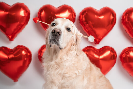 Cute golden retriever with Cupid's arrow on a white background with red balls in the shape of hearts. A dog card for Valentine's Day