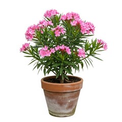 Fototapeta premium Blooming Elegance: A vibrant display of a beautiful Oleander plant, adorned with clusters of delicate pink blooms and lush green foliage, nestled in a terracotta pot.
