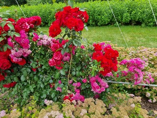 Beautiful flowers in the garden. Spiraea japonica and roses.
