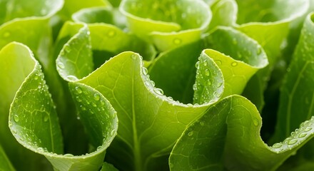 Fresh with Vibrant Lettuce Closeup of Wet, and Curly Leaves for Healthy Eating.