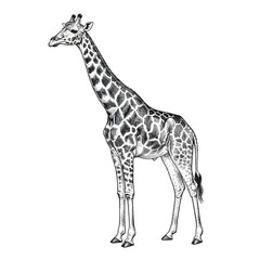 Naklejka premium Vintage giraffe illustration in hand-drawn engraving style isolated on white