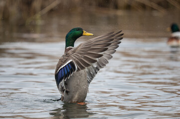 Obraz premium Mallard Duck Spreading Wings on Water in Natural Habitat