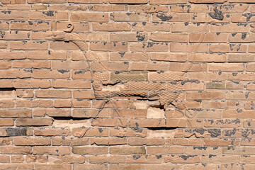 Babylonian Mushhushshu-dragon, Symbol of the God Marduk, glazed terracotta and molded brick, Iraq