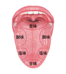 舌 - 味を感じる部位