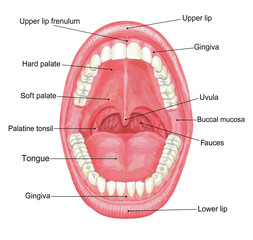 Illustration of the Mouth - With Names