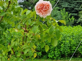 Beautiful botanical shot, natural wallpaper. Rosa "Sangerhauser Jubilaumsrose".