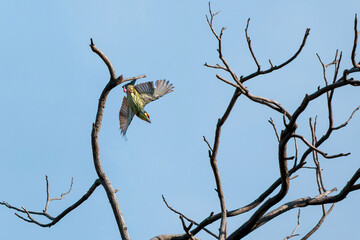 Coppersmith Barbet, Crimson-breasted Barbet, taking off from branch in forest park, Asian barbet with crimson forehead and throat, call that sounds similar to coppersmith striking metal with hammer