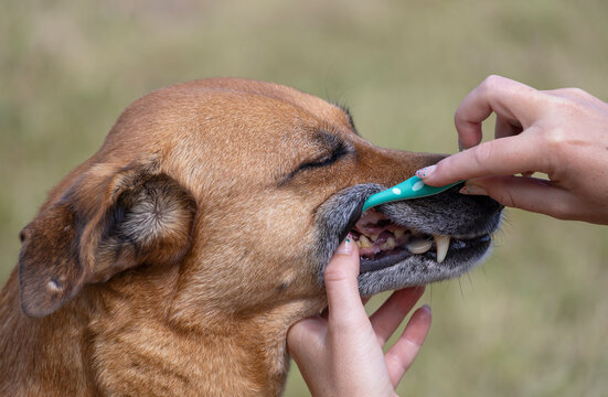 Hund werden Z&auml;hne geputzt