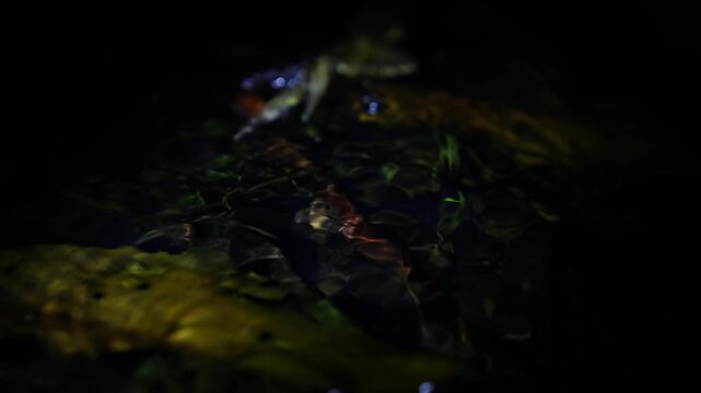 Tropical Leopard Frog resting on leaf in shallow water at night, Costa Rica