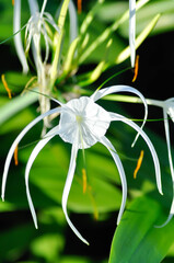Beach Spider Lily, Giant lily or Hymenocallis littoralis or Hymenocallis littoralis Salisb or Spider lily or amaryllidaceae
