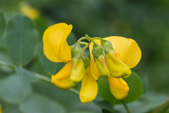 Closeup on the yellow flower of the European bladder-senna shrub, Colutea arborescens