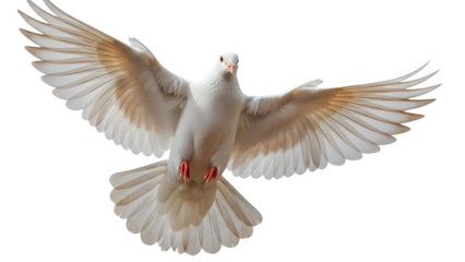 A white dove in flight isolated on transparent background with wings spread wide