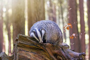 European badger is posing on an old tree stump. in forest. Akk in brown hue. © frank11