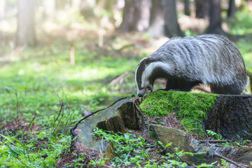 Side view of European badger is exploring an old tree stump. in forest.  © frank11