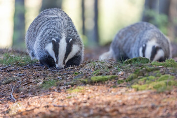 Front view of pair of European badgers posing in the forest. Horizontally.  © frank11