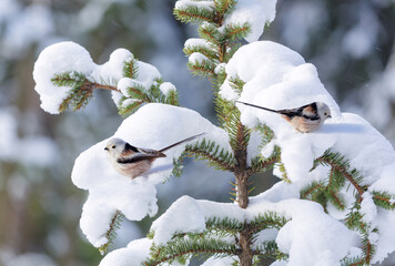 little birds perching on branch of snowy fir tree. Long tailed tit. Aegithalos caudatus