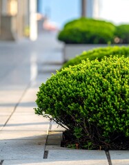 Manicured green bushes line a sleek, modern pathway with blurred urban background in soft morning light