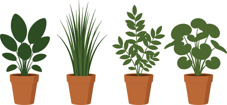 Collection of four dark green leafy house plants in terracotta clay pots isolated on white background for interior decoration and gardening concepts.