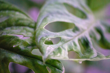 Monstera adansonii Monke
