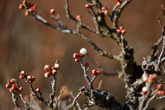 盆栽の梅に芽吹く白い蕾　川口市グリーンセンター