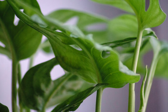 Monstera adansonii Monke