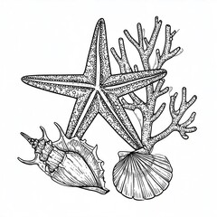 Pen and ink drawing of starfish, shells and coral on a white background with elegant, clean, crisp illustration