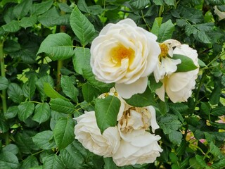 white roses in the garden
