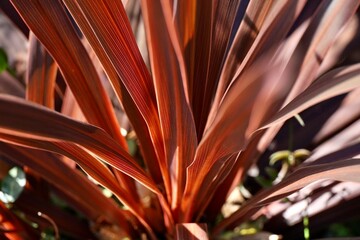 コルジリネ　レッドスター　川口市グリーンセンター