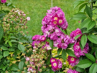 Pink roses in the garden
