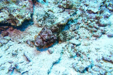 Scorpionfish / Stonefish in the Andaman Sea – Thailand  © Markus S.